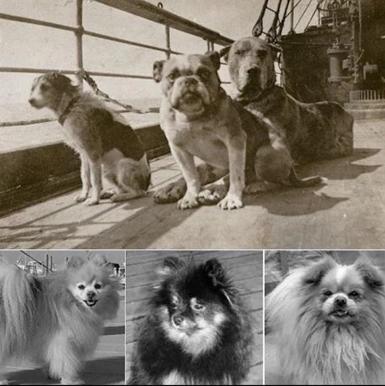 A vintage photo collage showing a small dog, a bulldog, and a large dog standing on a ship deck, with three portraits of fluffy Pomeranian-type dogs below.