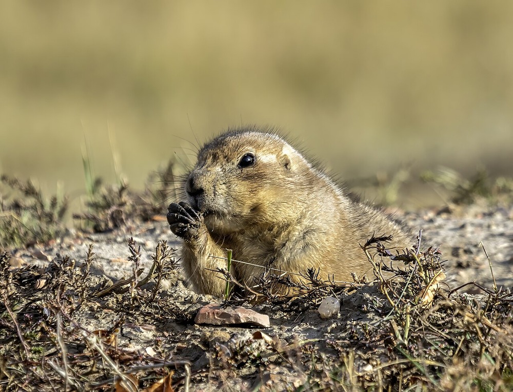 A prairie dog emerging from a burrow in the ground and eating.