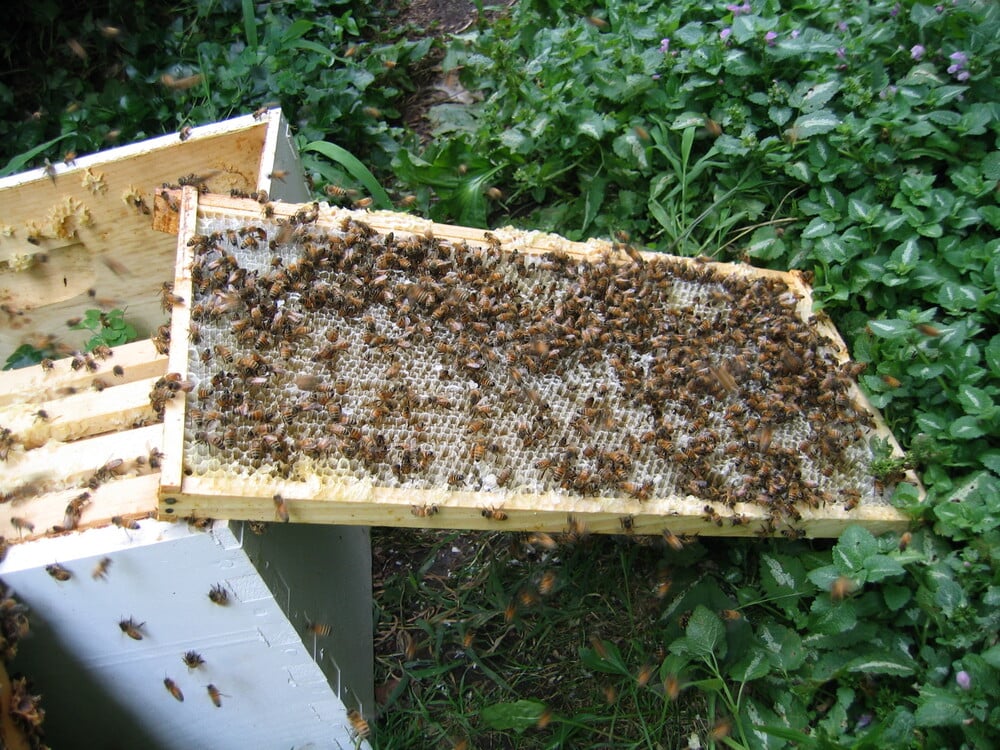 A wooden beehive frame covered in honeybees resting above a white hive box in a garden.