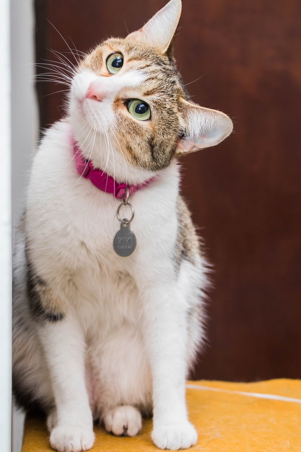 A white and brown tabby cat with a pink collar and a tag that reads “Kiki” looks upward.