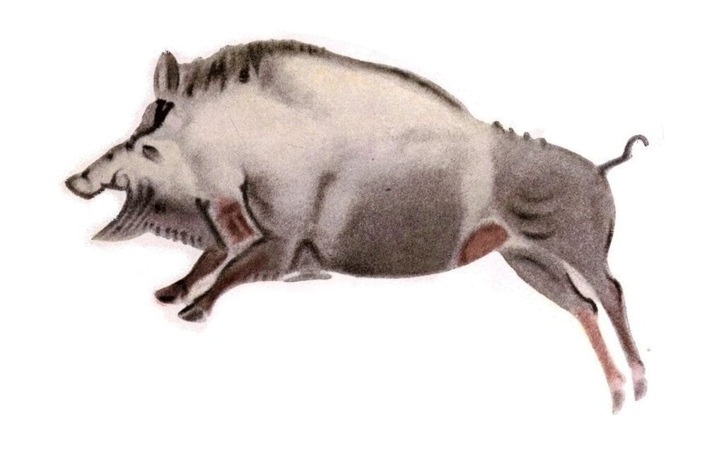 A watercolor illustration of a wild boar in mid-leap, facing left.