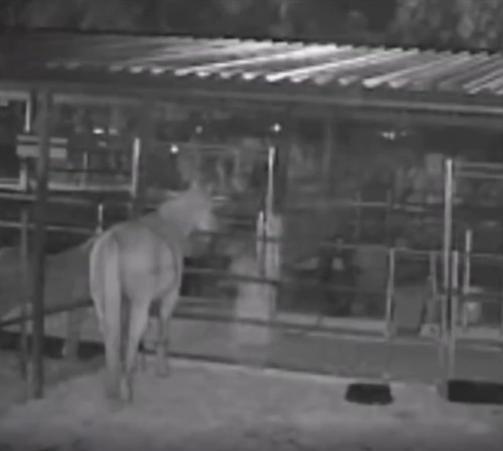 A horse stands in a fenced enclosure at night.
