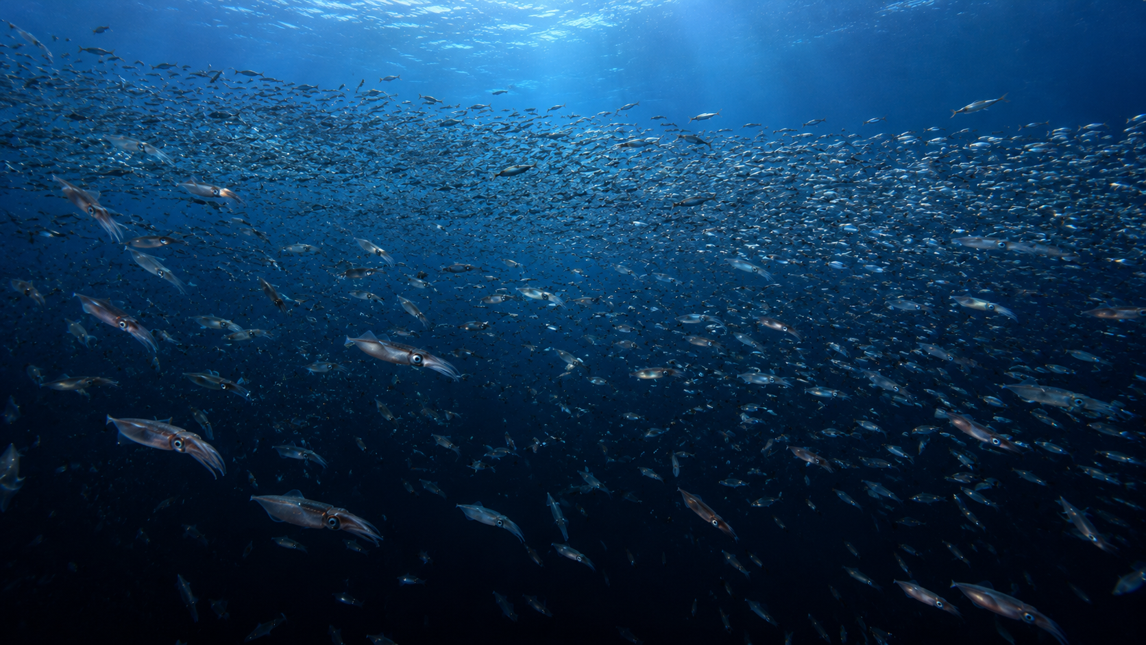A large school of small fish swimming in deep blue water with several squid moving through them.