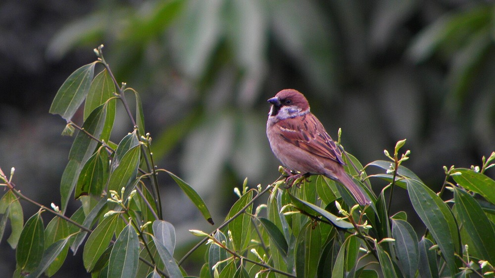 A Eurasian tree sparrow perched on a leafy branch.