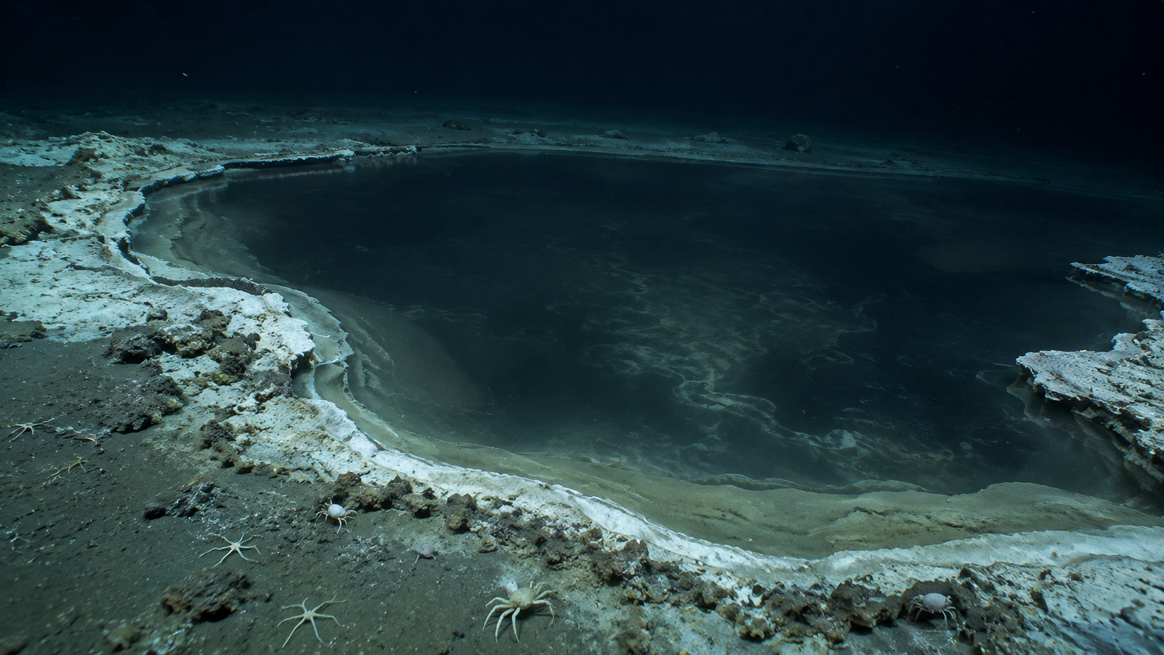 An underwater brine pool on the ocean floor surrounded by white crabs and brittle stars.