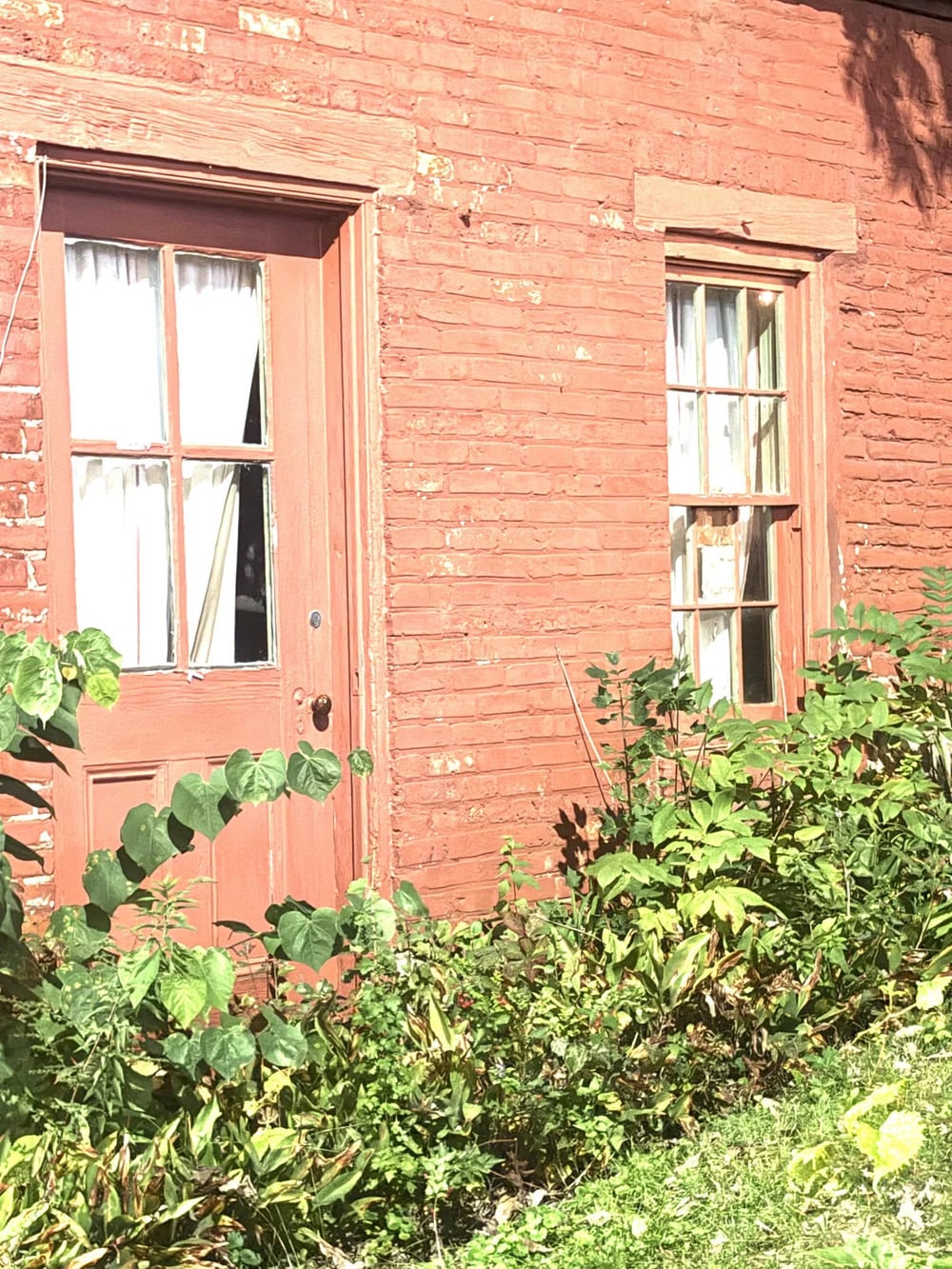 A weathered red brick building exterior featuring a wooden door and an adjacent window, both surrounded by overgrown green plants.