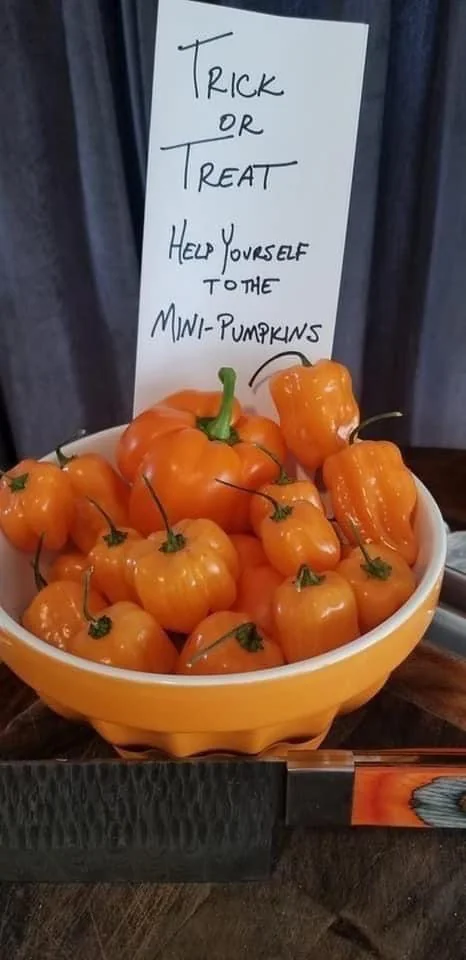A bowl of bright orange habanero peppers next to a sign that reads, “Trick or Treat, help yourself to the mini-pumpkins.”