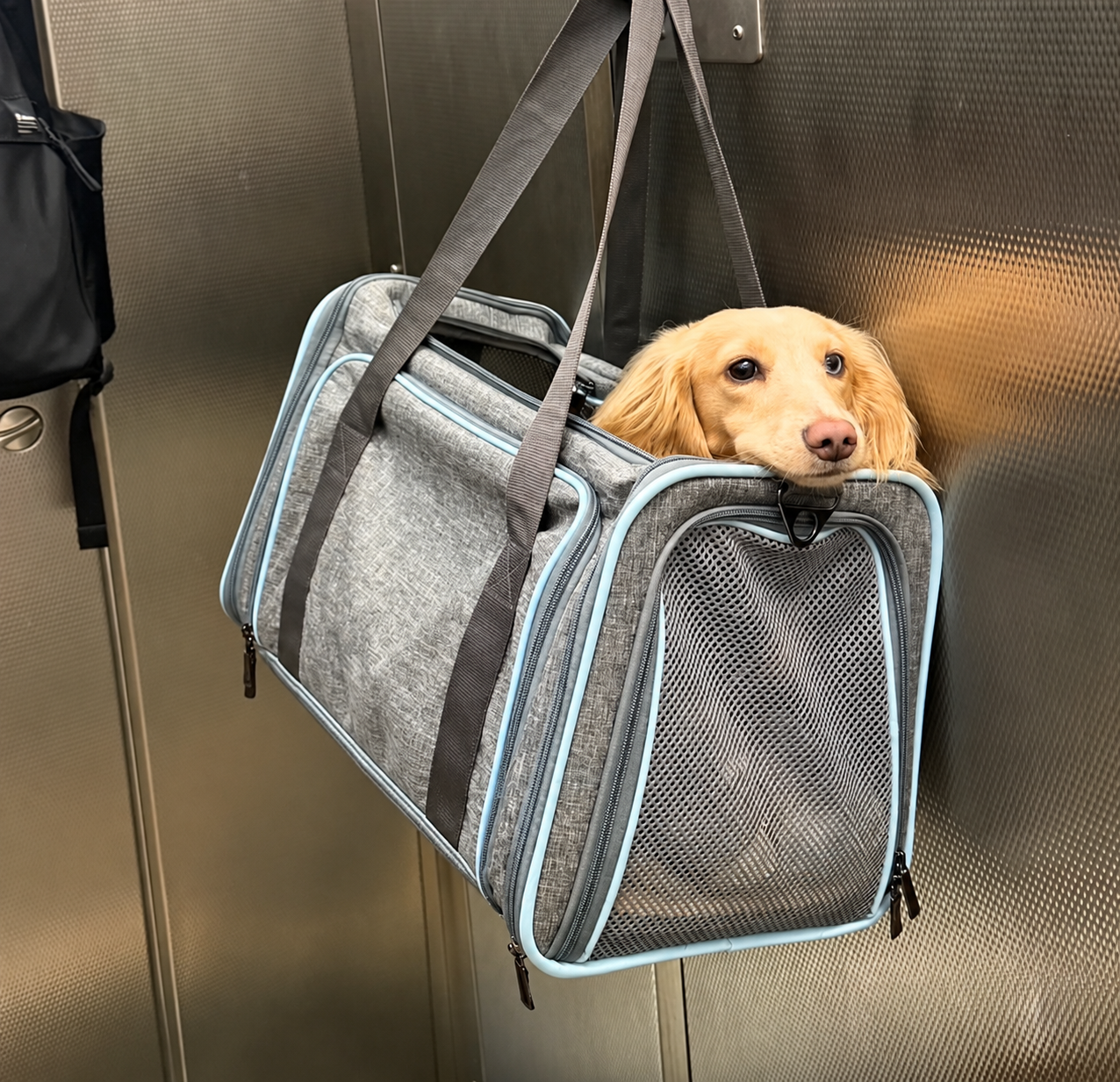 A light brown long-haired dog peeking out of a grey pet carrier hanging on a metal wall.