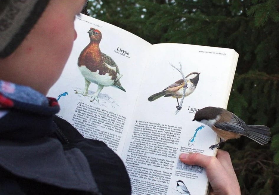 A small bird perches on the edge of an open bird identification book held by a person, looking at an illustration of a similar bird on the page.