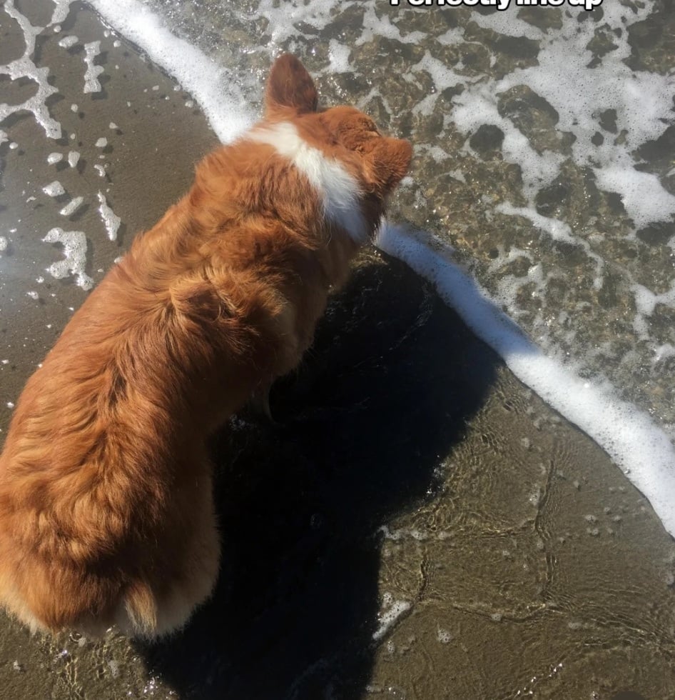 A ginger and white dog standing on a sandy beach as a wave washes over its paws.