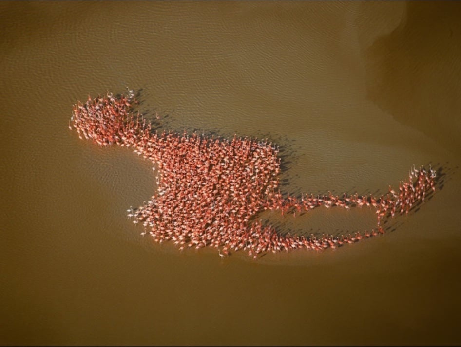 Aerial view of a large flock of flamingos gathered in a shallow, brown body of water.