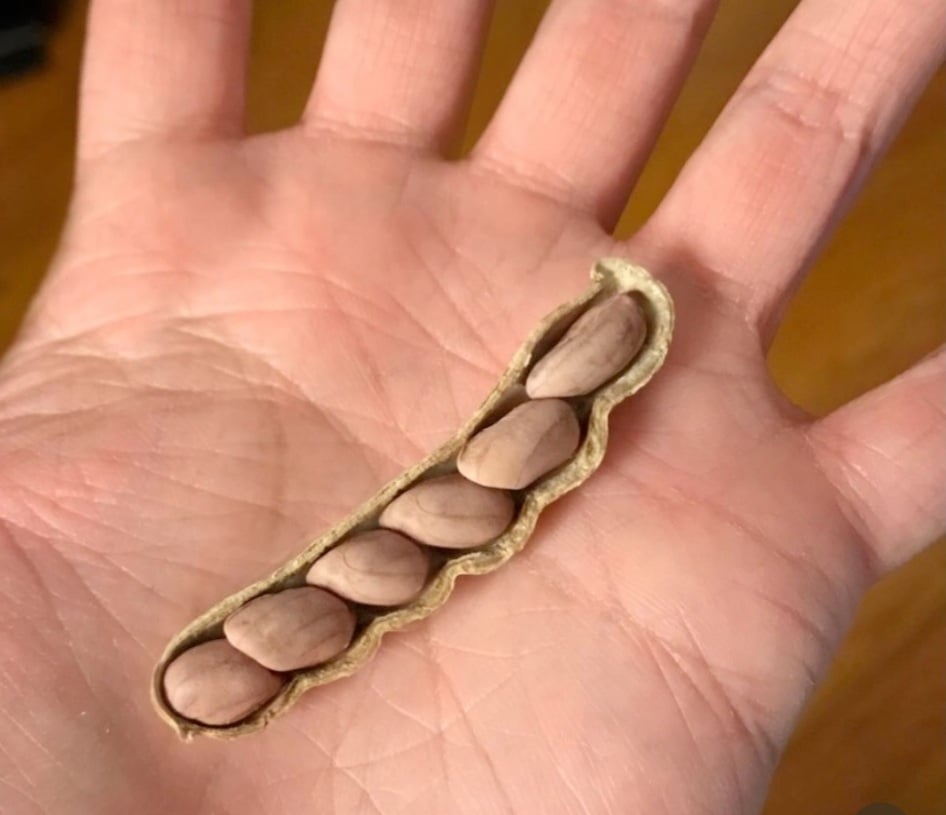 An open peanut shell containing five individual peanuts held in an open palm.