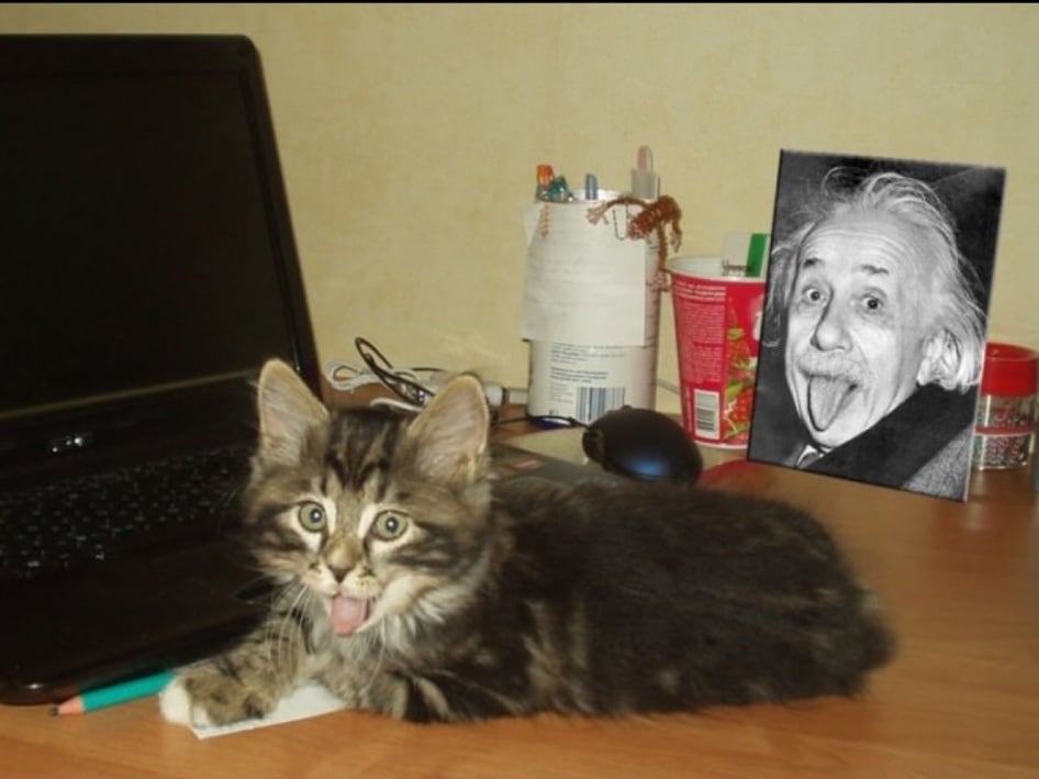 A tabby kitten lying on a desk next to a laptop with its tongue sticking out, mimicking a portrait of Albert Einstein next to it.