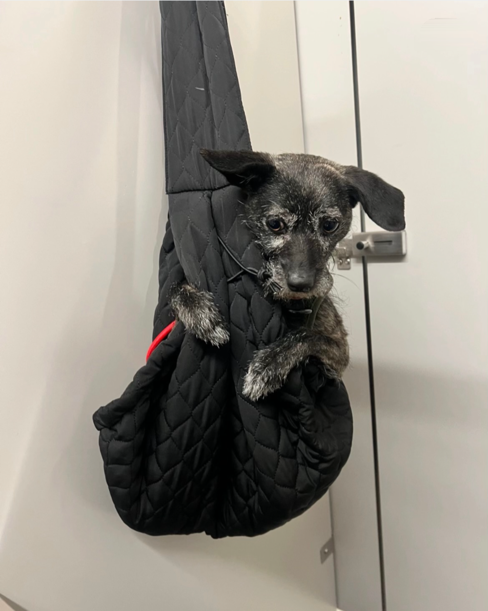 A small, gray-faced dog sits inside a black quilted pet carrier sling hanging on a door.
