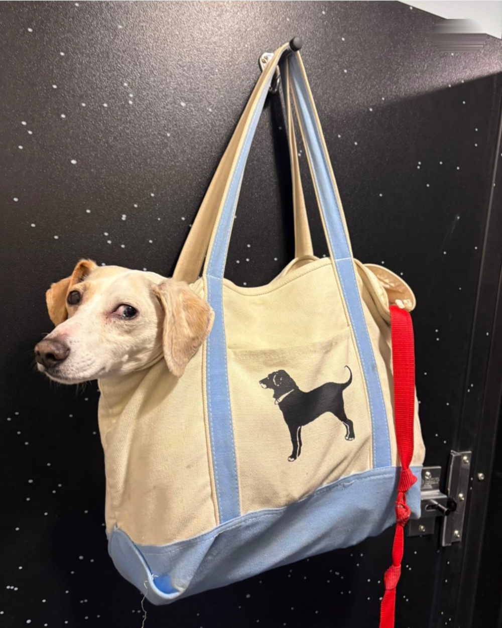 A small white and tan dog looking out from inside a canvas tote bag hanging on a door.