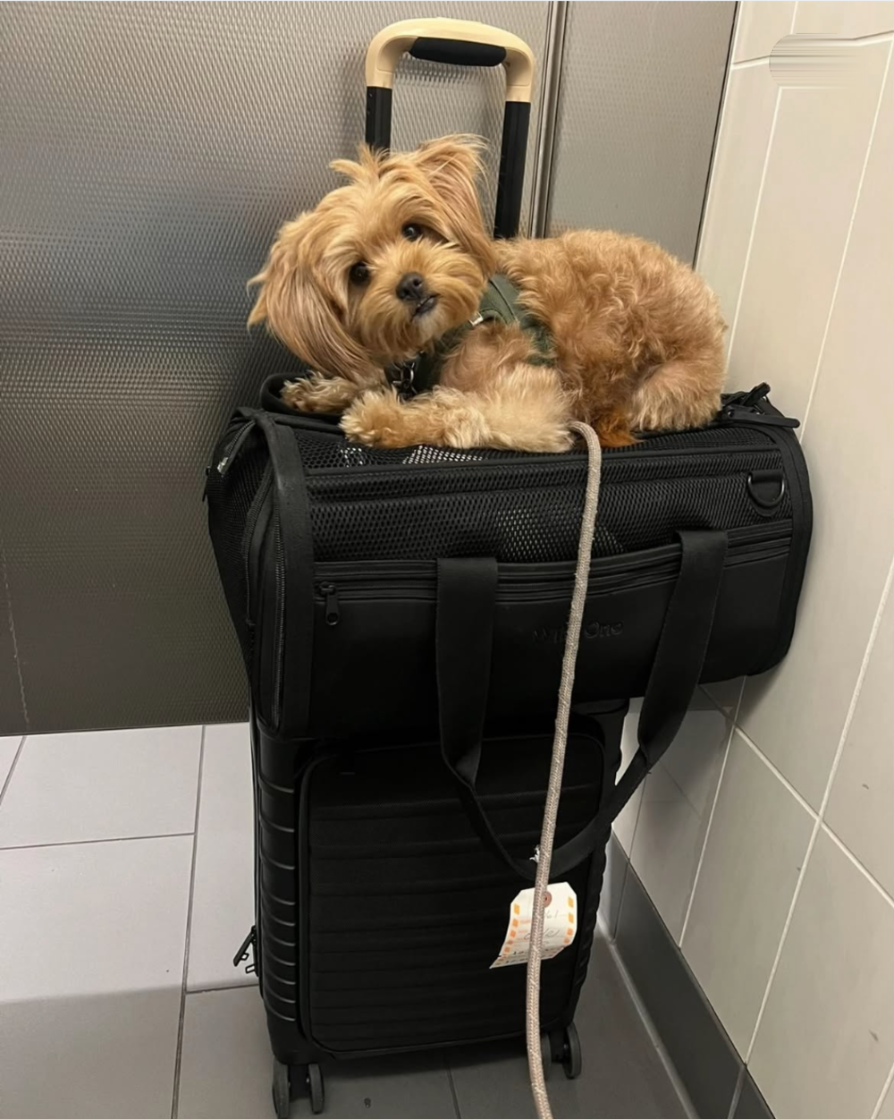 A small, fluffy, light brown dog sits on top of a black pet carrier that is resting on a black rolling suitcase.