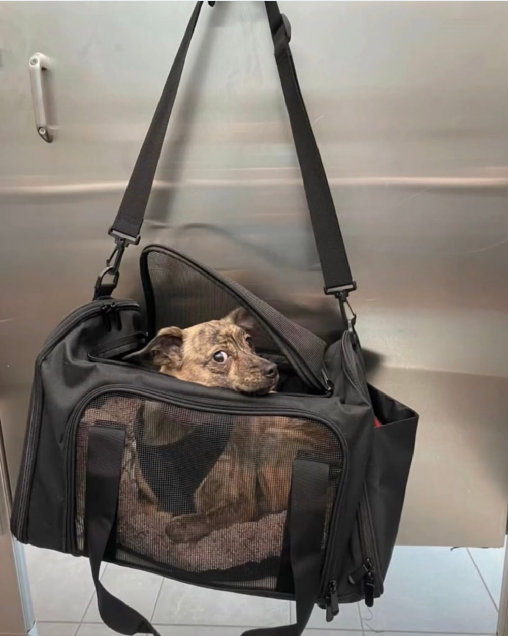 A brindle dog looks sideways from inside a black mesh pet carrier hanging from a door handle.