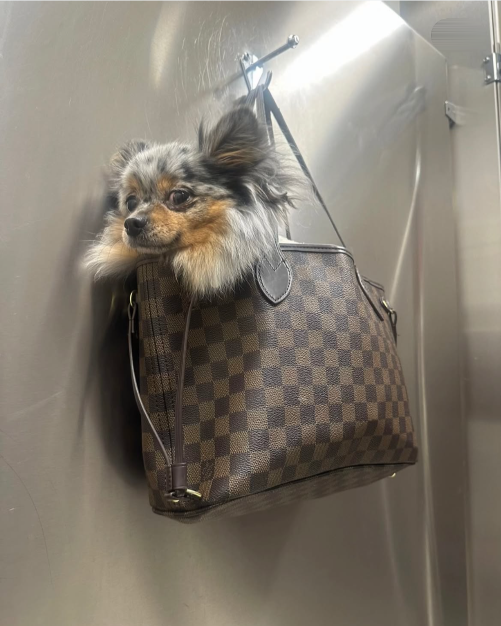 A small, fluffy dog with gray and tan fur sitting inside a brown checkered tote bag that is hanging from a hook on a wall.