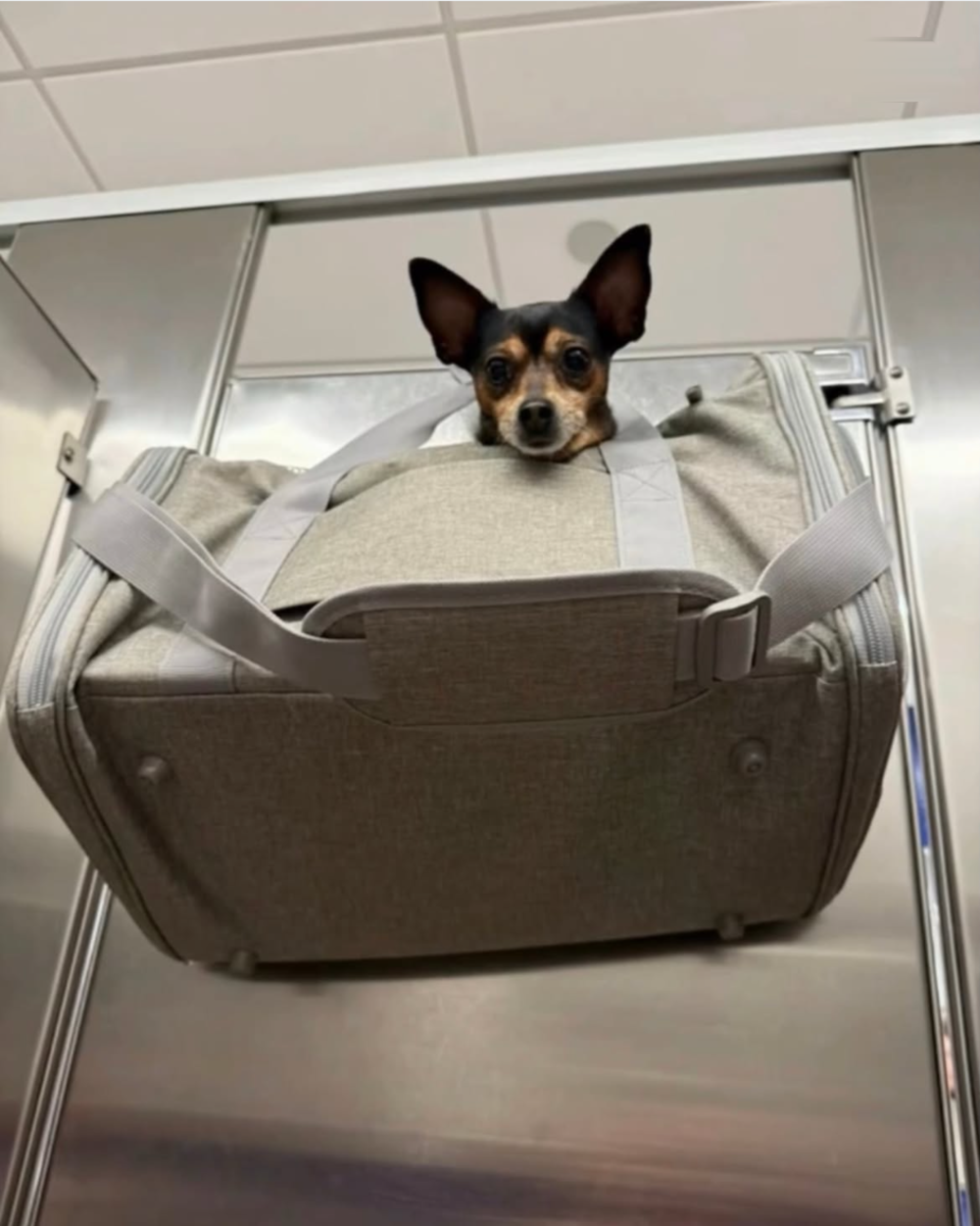 A small dog with large, alert ears peeking out from the top of a gray pet carrier bag.