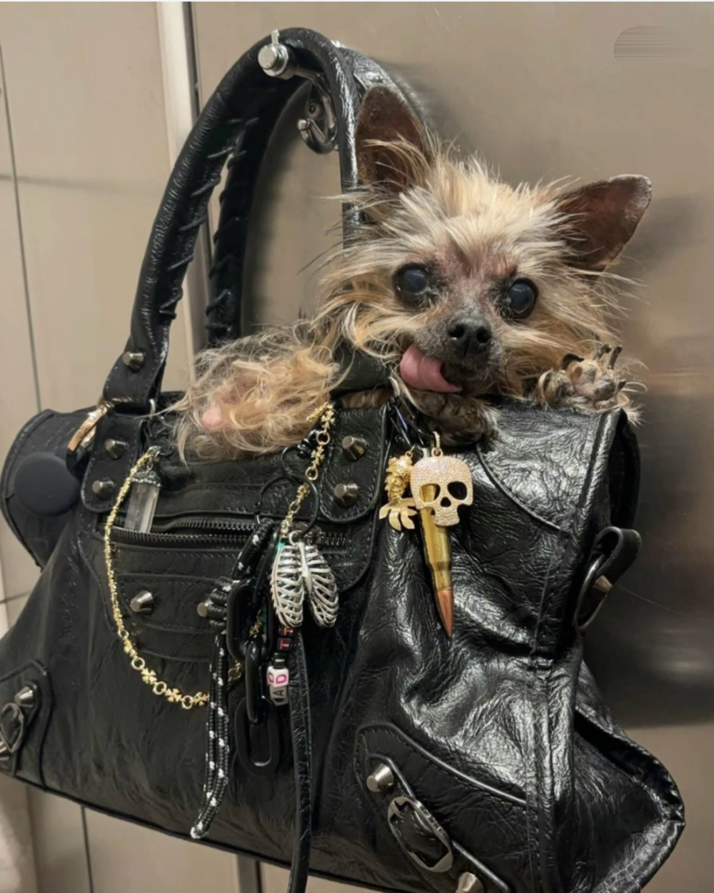 A small, scruffy dog with its tongue hanging out, sitting inside a black studded handbag adorned with various charms including a skull and a bullet.