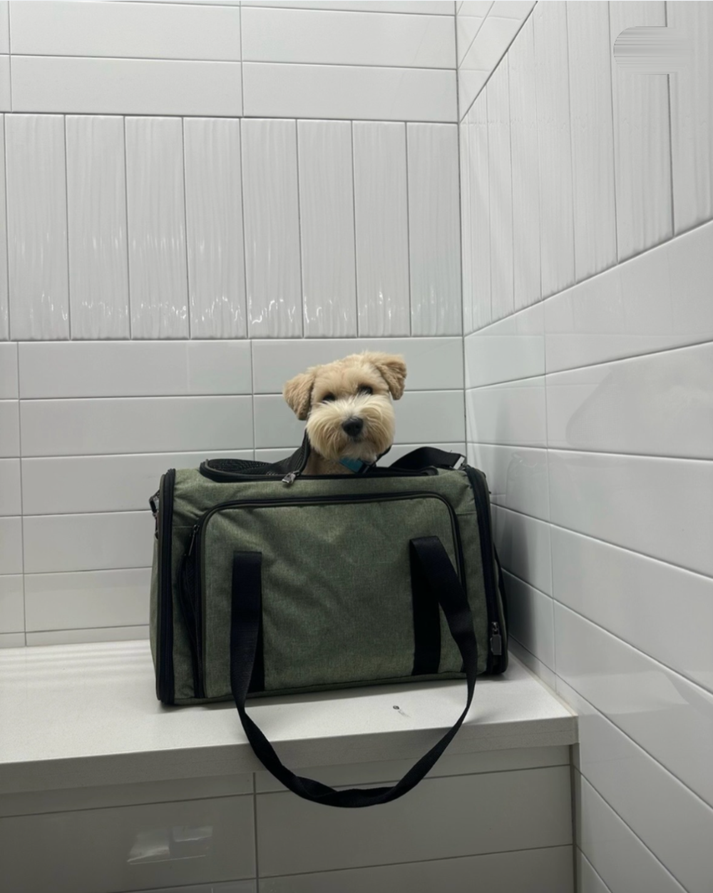 A small, light-colored dog sitting inside a green pet carrier on a white tiled surface.