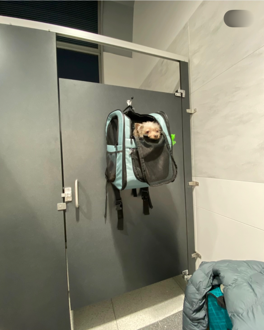 A small dog looking out from a blue pet carrier backpack hanging on a public restroom stall door.