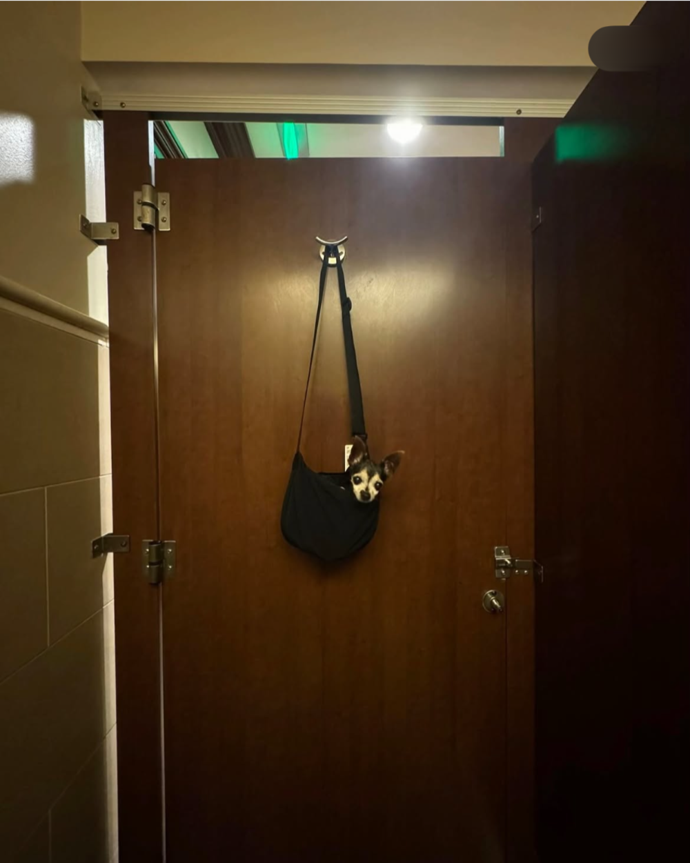 A small dog peeking out from a black bag hanging on a closed restroom stall door.