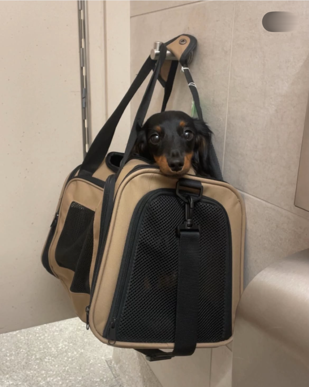 A long-haired dachshund peeking out of a tan pet carrier bag hanging on a hook.