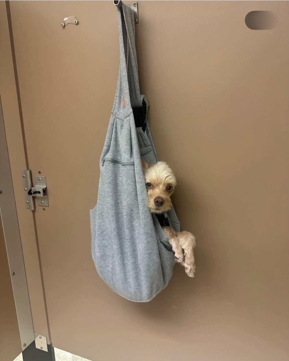 A small light-colored dog peeking out of a grey fabric sling bag hanging from a door hook.