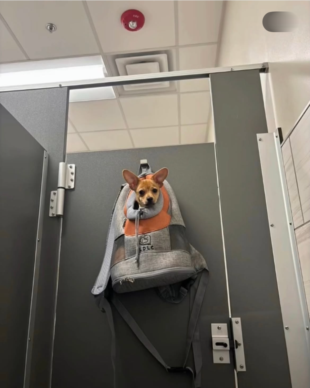 A small tan dog sitting in a pet carrier backpack that is hanging on a public restroom stall door.