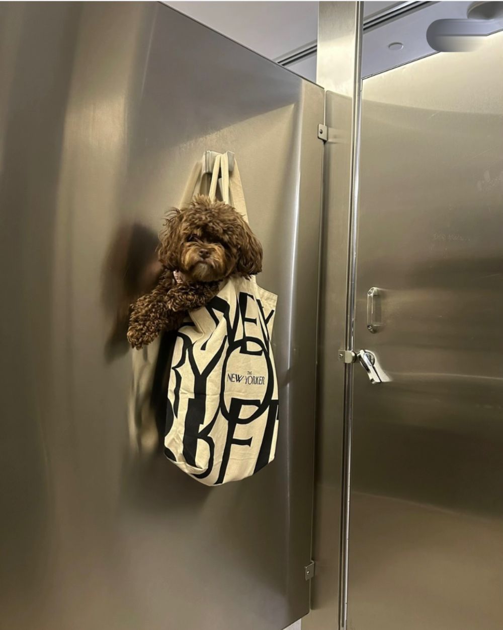 A small brown dog sitting inside a The New Yorker tote bag hanging on a bathroom stall door.