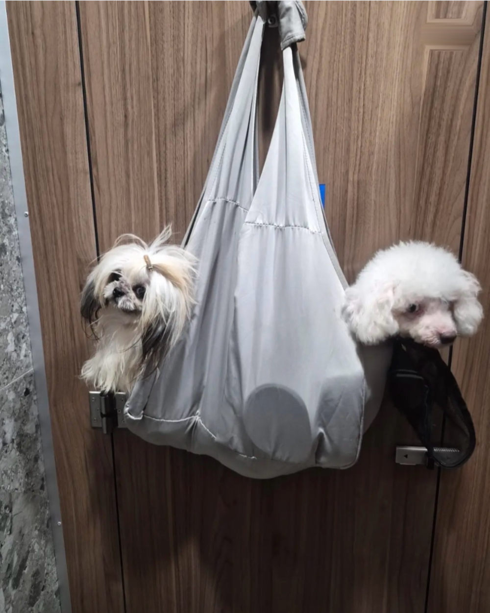 Two small dogs sitting inside a gray fabric grooming hammock hanging from a door.