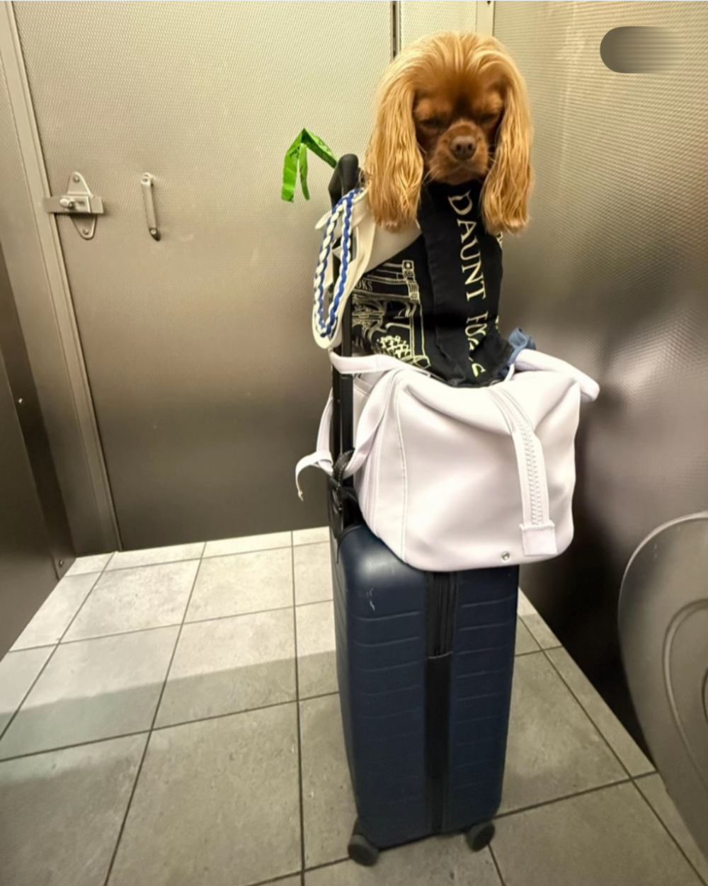 A small, long-eared dog wearing a black “Daunt Books” scarf sits inside a white bag resting on top of a navy blue rolling suitcase.