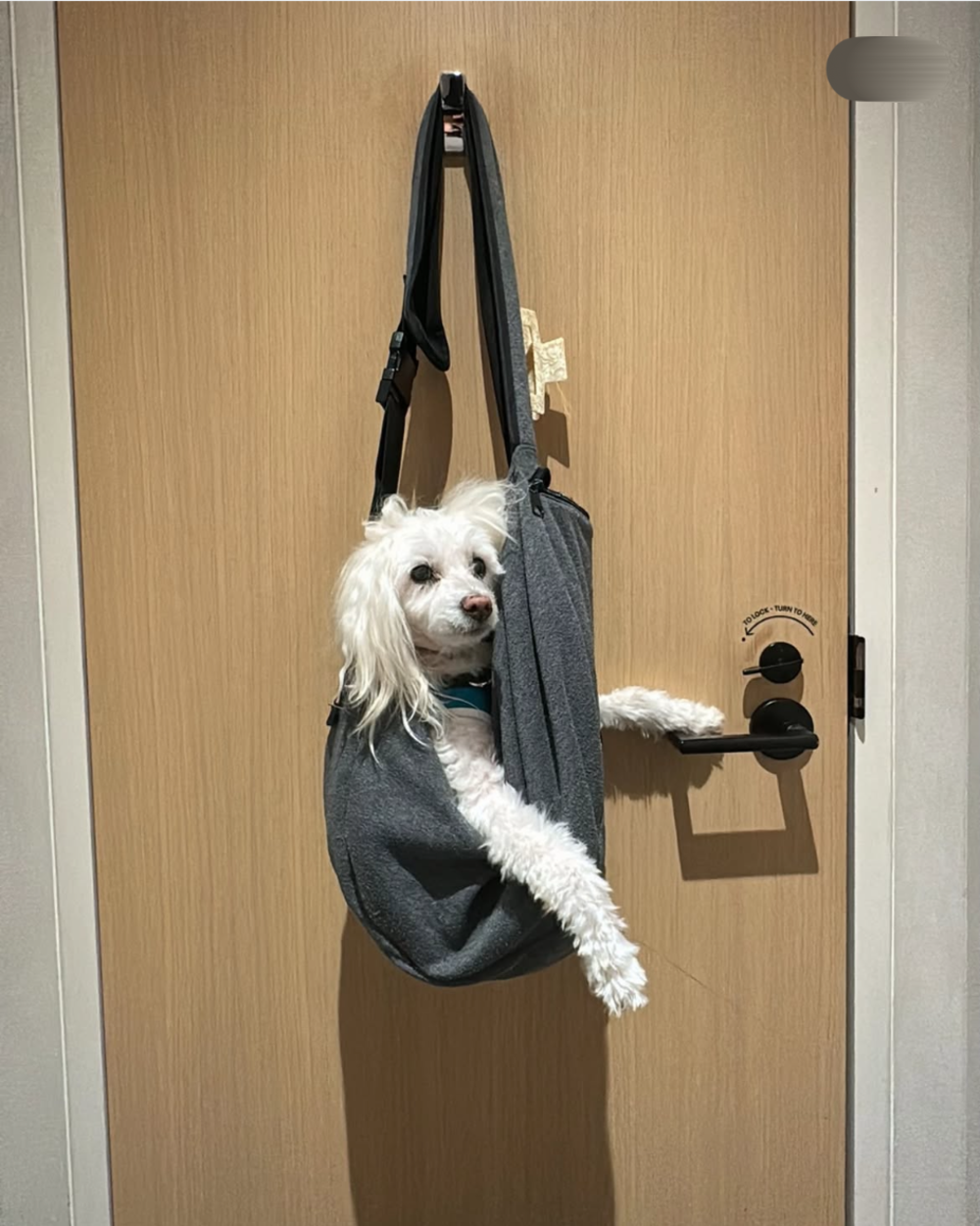 A small white dog sitting in a grey fabric sling carrier hanging on a door handle.