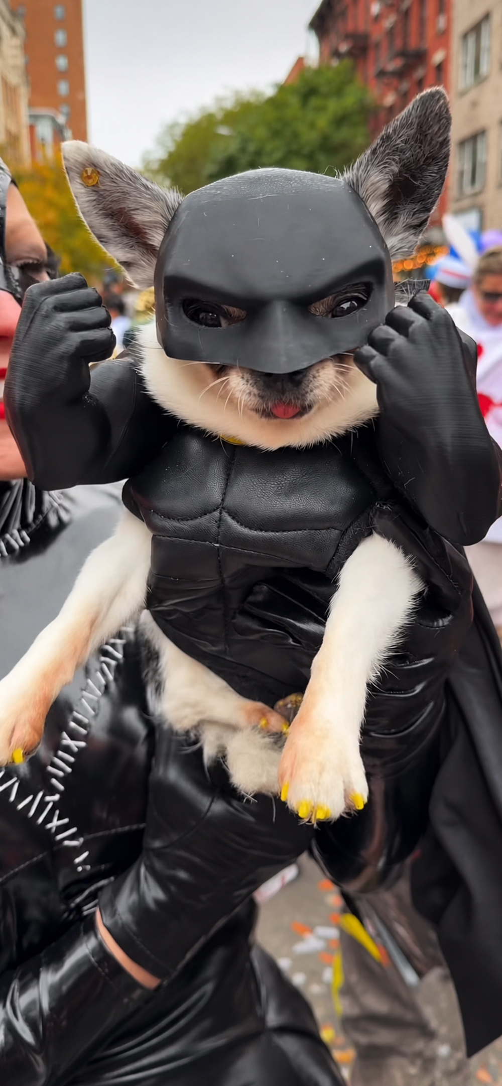 A small dog wearing a Batman mask and costume is held by a person dressed as Catwoman.