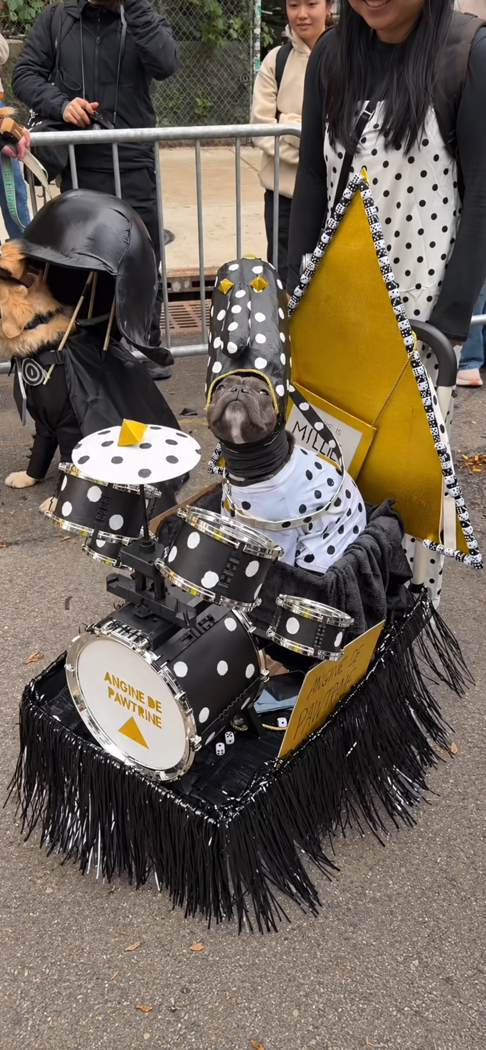 A French Bulldog dressed in a matching polka-dot outfit and hat sits in a miniature drum kit costume labeled “Angine de Pawtrine.”