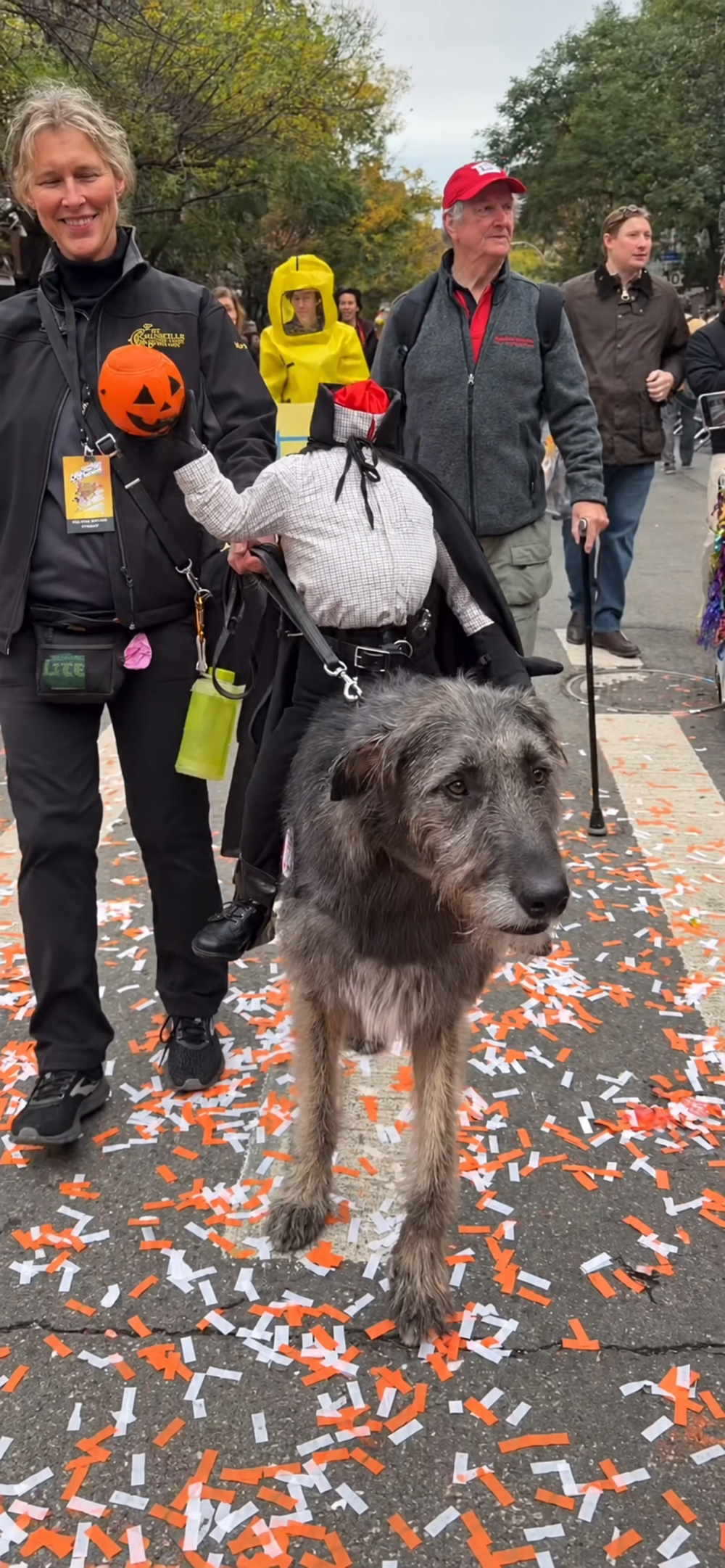 A large Irish Wolfhound wearing a headless horseman costume walks on a street covered in orange and white confetti, accompanied by a person holding a pumpkin-shaped treat bucket.