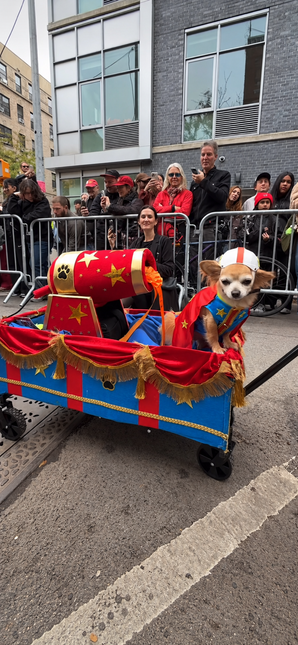 A chihuahua wearing a superhero cape and helmet sits in a decorated wagon next to a toy circus cannon.