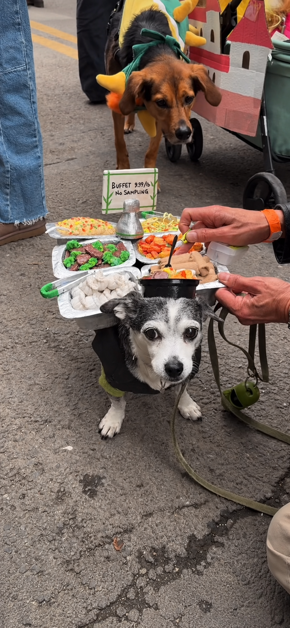 A small dog wearing a costume shaped like a buffet table with serving trays of food, while a person adds a small dish to the arrangement.