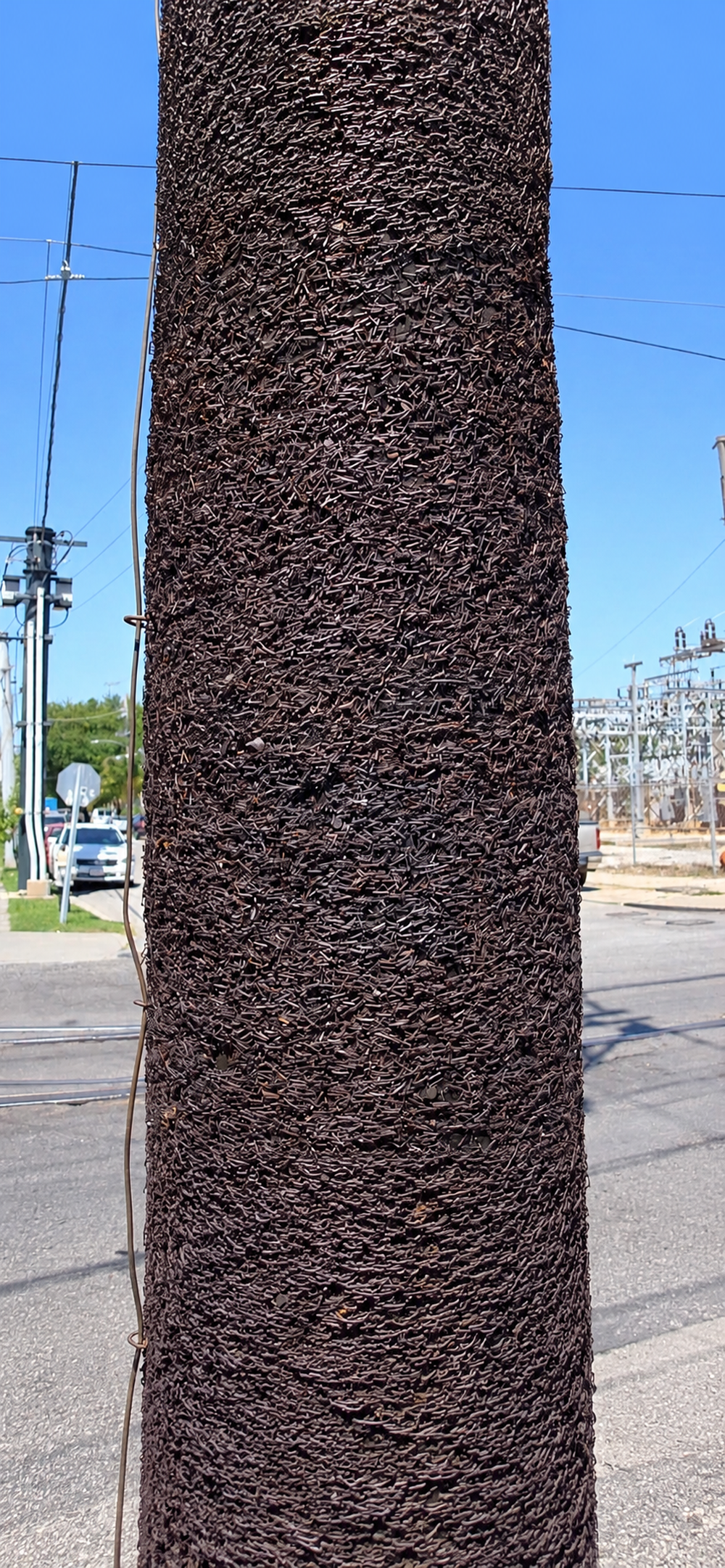 A utility pole densely covered in old metal staples.