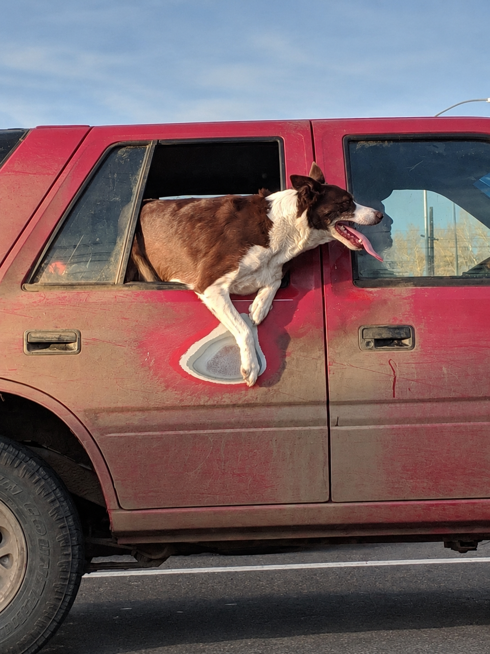A dog leans from a red car window above a patch where the paint has worn away.
