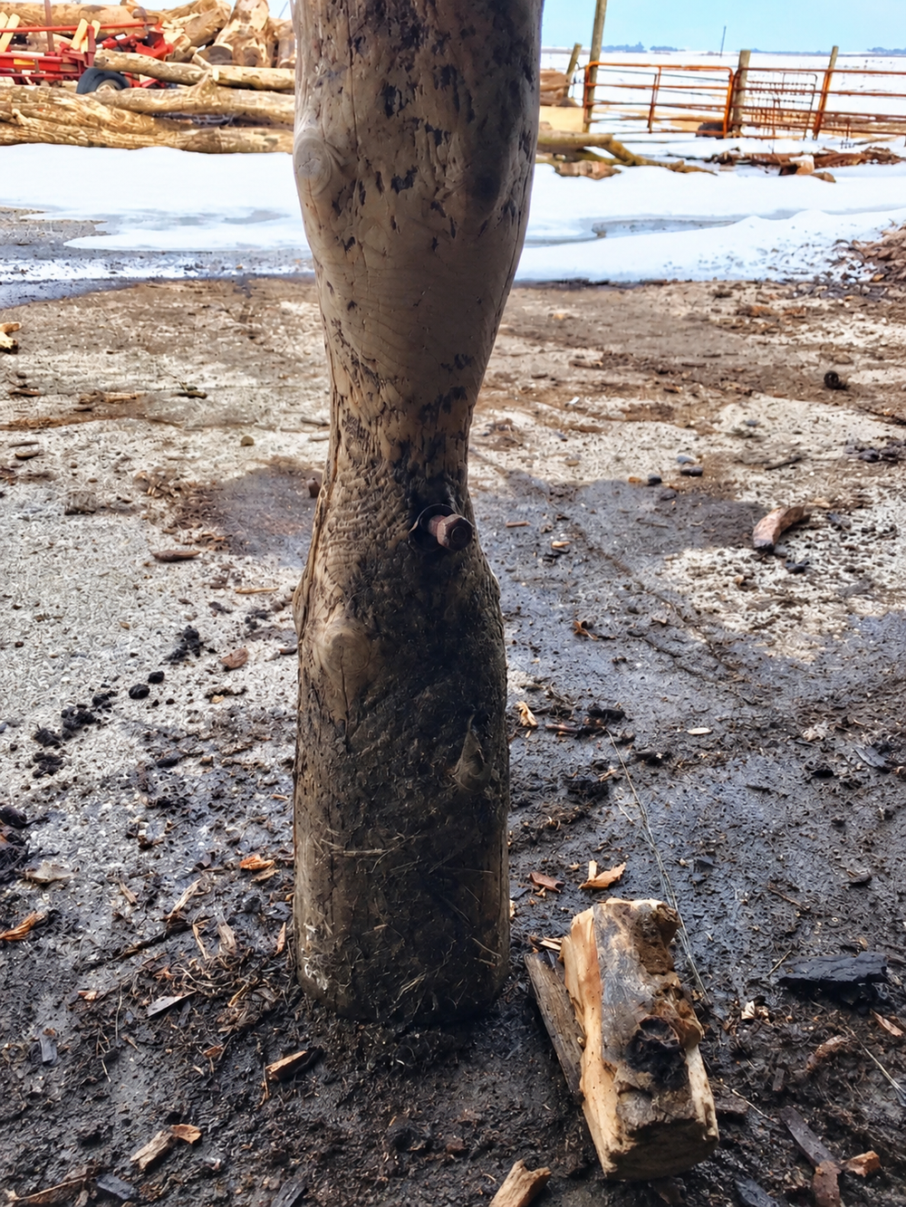 A weathered wooden post with a narrowed, polished area from repeated animal rubbing.