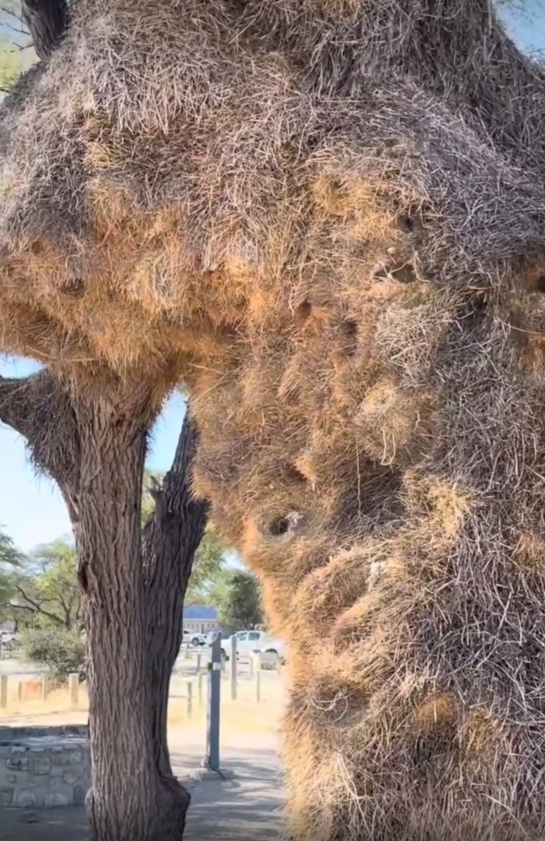 A massive, complex nest made of dry grass covering the trunk and branches of a large tree.