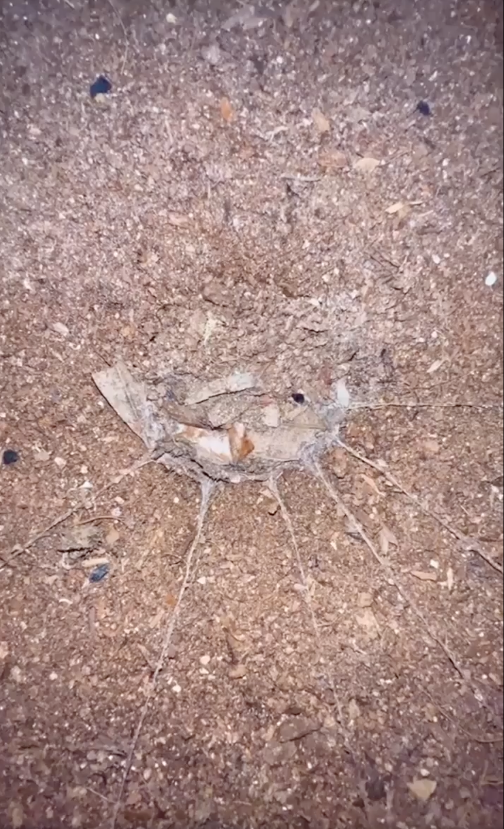 A spider web funnel trap in dirt.