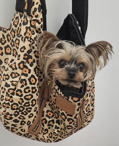 A small dog looking out from a leopard-print pet carrier bag.