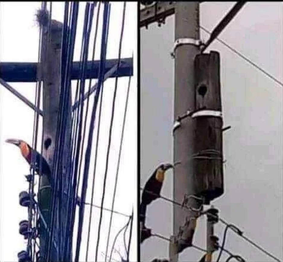 Two photos showing a toucan perched on utility poles near small holes carved into the wooden structures.