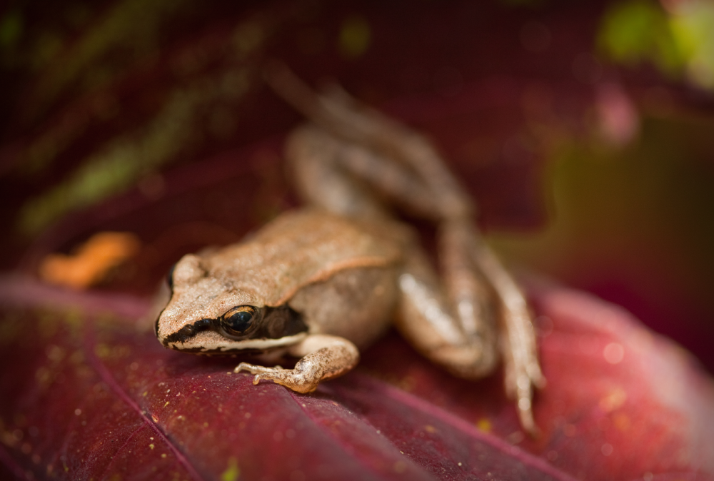 A brown frog sits on a large, dark red leaf. The background is blurred, drawing focus to the frog’s textured skin and subtle color variations.