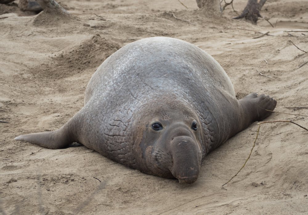 A large elephant seal lies on sandy ground, facing the camera with its flippers spread out and its trunk-like nose clearly visible.