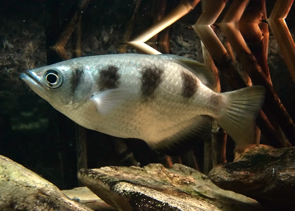 A silver fish with three black spots on its body swims near rocks and aquatic plants in an aquarium.