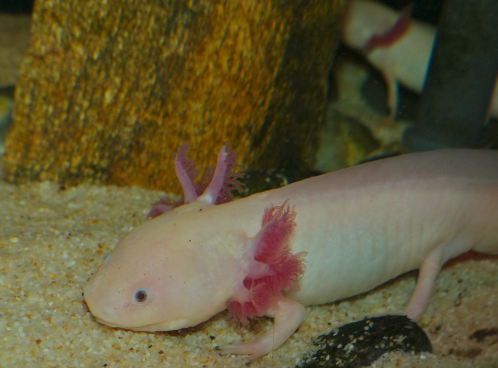 A pale pink axolotl with feathery pink gills rests on sandy substrate in an aquarium, with a tree trunk and another axolotl visible in the background.